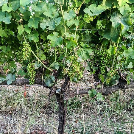 Agriturismo I Debbi Bibbona Ngoại thất bức ảnh