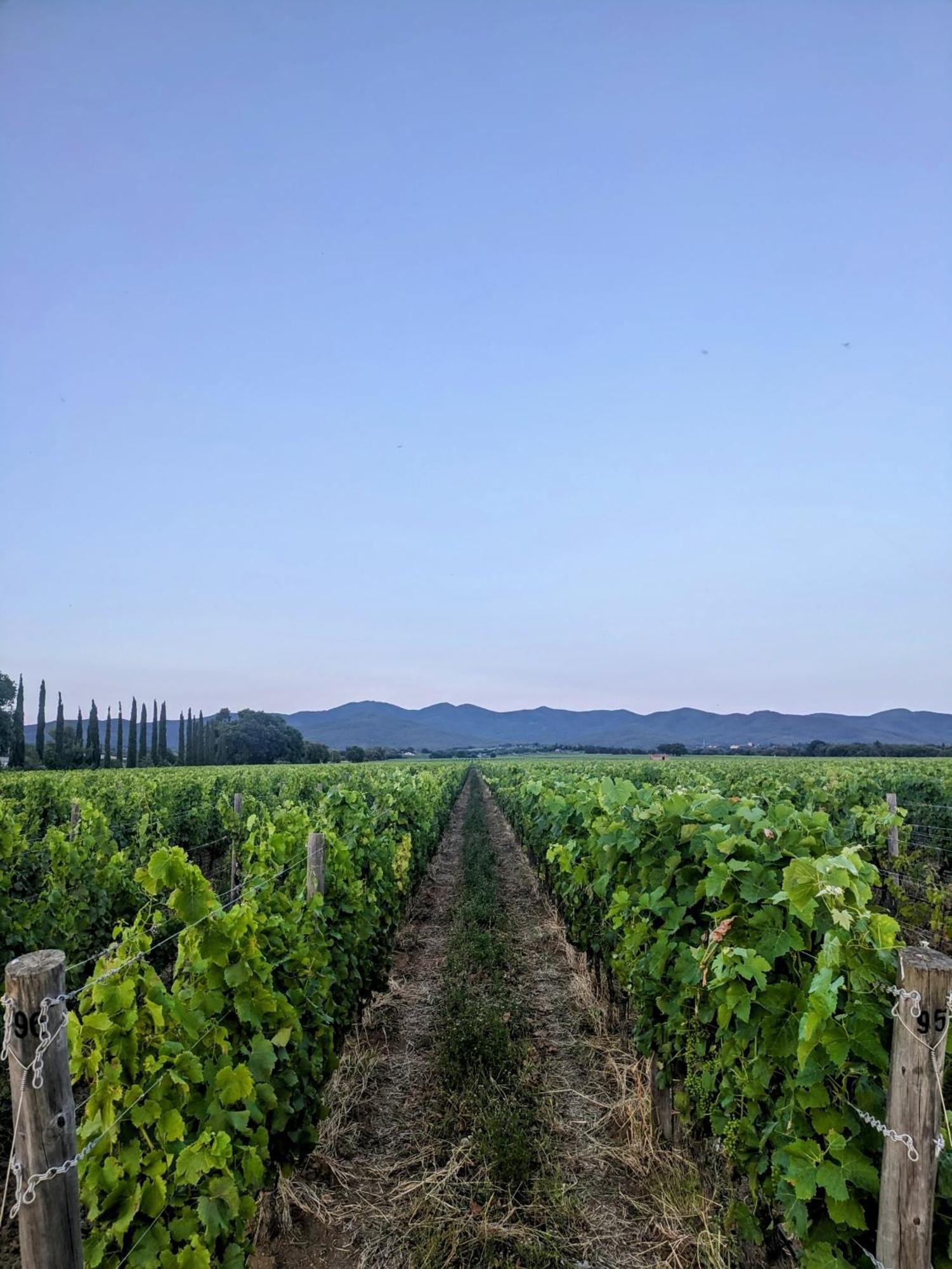 Agriturismo I Debbi Bibbona Ngoại thất bức ảnh