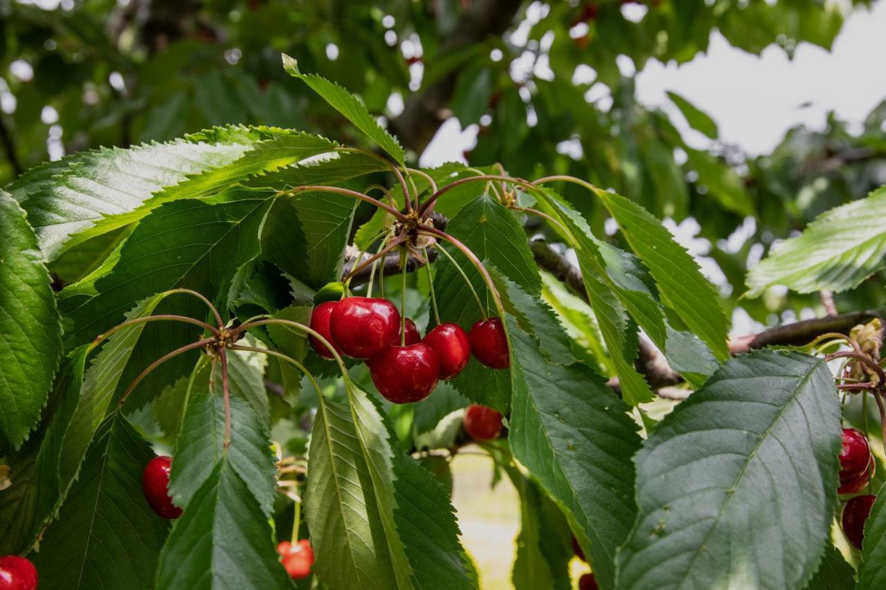 Agriturismo I Debbi Bibbona Ngoại thất bức ảnh